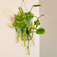 Propogation Station Bud Vase Holder Monstera Design