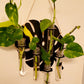 Propogation Station Bud Vase Holder Monstera Design